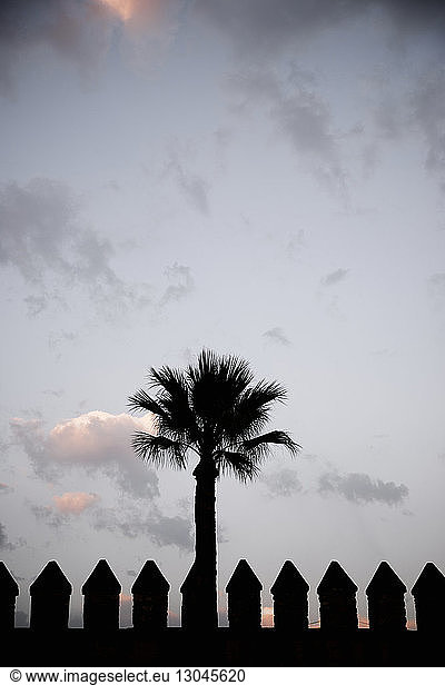 Silhouetten-Palme gegen den Himmel im Alcazar von Cordoba bei Sonnenuntergang