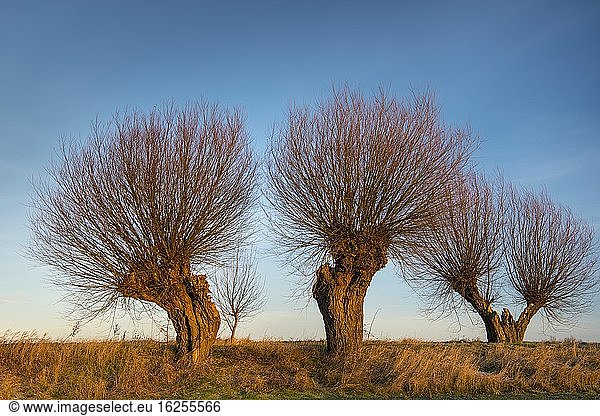 Silhouetten von Kopfweiden vor blauem Himmel Am Feldrand  Korb-Weide (Salix viminalis)  Hohen-Demzin  Mecklenburg-Vorpommern  Deutschland  Europa