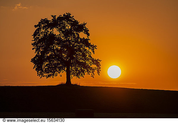 Silhouetteneiche an Land vor orangem Himmel bei Sonnenuntergang  Bayern  Deutschland