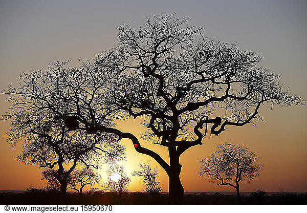 Silhouettes of bare trees against setting sun