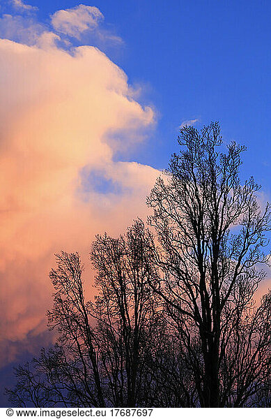 Silhouettes of bare trees standing against clouds at dusk