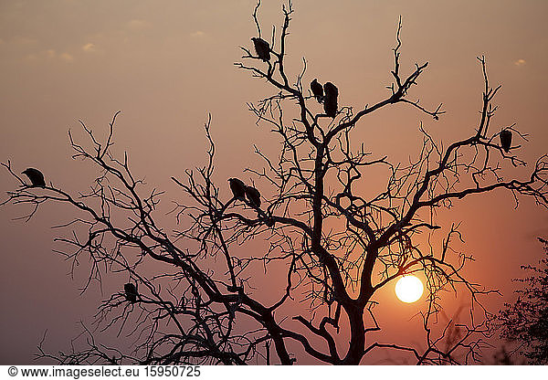 Silhouettes of birds perching on bare tree at sunset