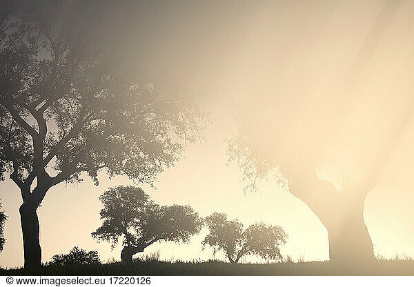 Silhouettes of oak trees illuminated by rays of setting sun