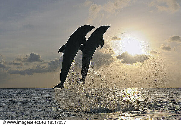 Silhouettes of pair of bottle-nosed dolphins (Tursiops truncatus) jumping against setting sun