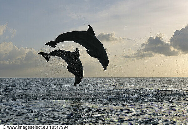 Silhouettes of pair of bottle-nosed dolphins (Tursiops truncatus) jumping in Caribbean Sea