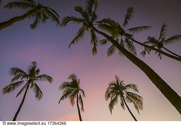 Silhouettes of palm trees standing against purple sky at dusk