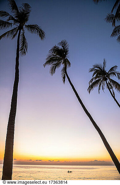 Silhouettes of palm trees standing against purple sky at sunset