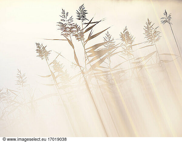 Silhouettes of reeds back lit by sunlight