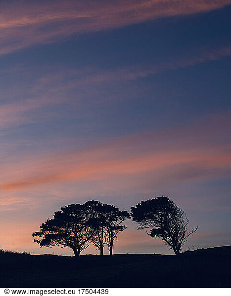 Silhouettes of solitary trees standing against sky at dusk