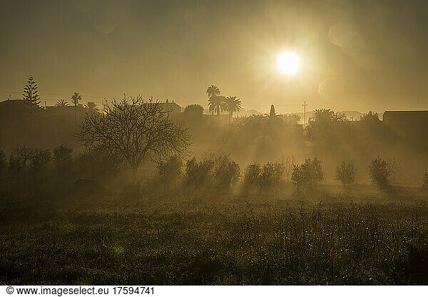 Silhouettes of trees at foggy sunrise