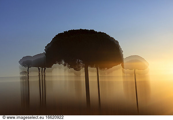 Silhouettes of trees in Lagunas de Villafafila nature reserve at sunset