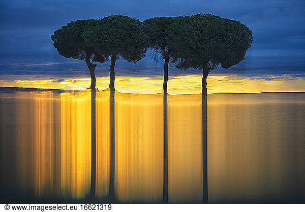 Silhouettes of trees in Lagunas de Villafafila nature reserve at sunset