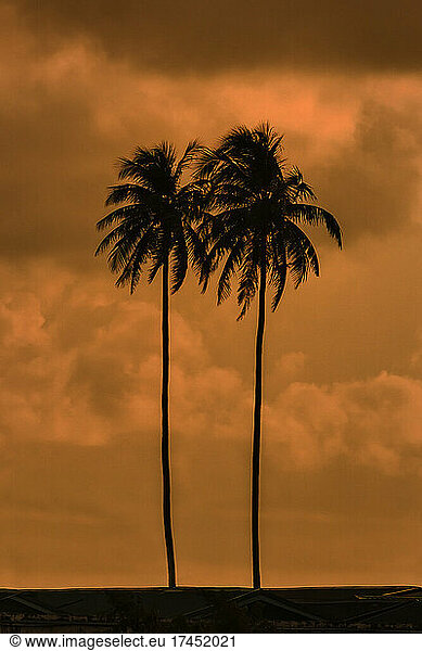 Silhouettes of two palms at sunset  Maldives
