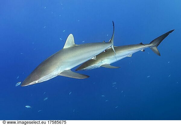 Silky shark (Carcharhinus falciformis) swimming in the blue  two  Jardines de la Reina National Park  Caribbean Sea  Republic of Cuba  Caribbean Sea