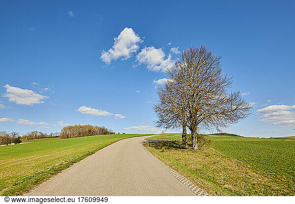 Silver linden or silver lime (Tilia tomentosa) beside a country road; Bavaria  Germany