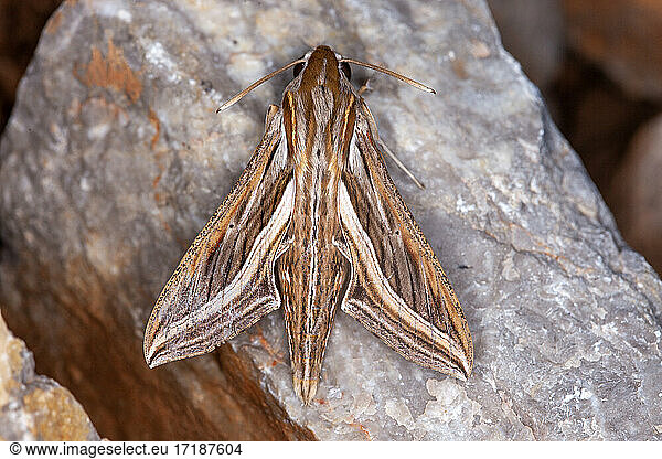 Silver-striped hawk-moth (Hippotion celerio) on rock  Iran
