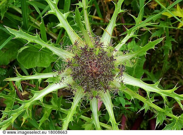 Silver thistle (Carlina acaulis) close-up of flower head  France  Europe