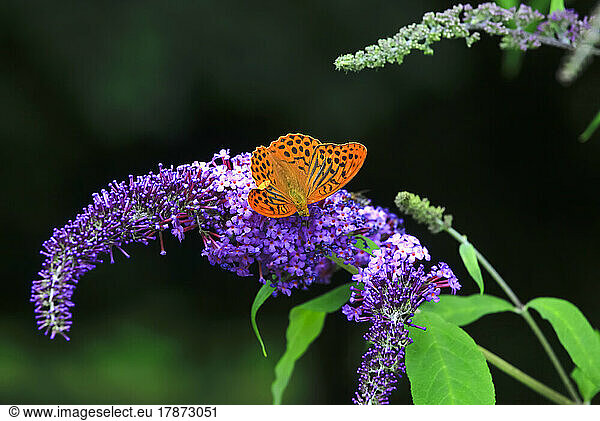 Silver-washed fritillary (Argynnis paphia) perching on purple blooming flower