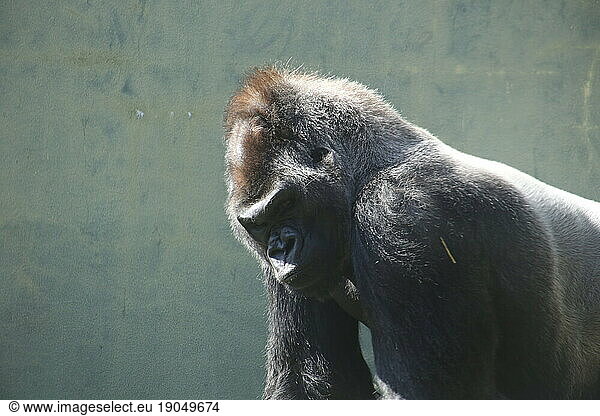 Silverback gorilla looking moody and angry