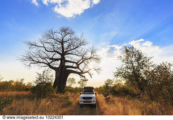 Simbabwe  Masvingo  Gonarezhou Nationalpark  Geländewagenparkplatz unter einem Baobab