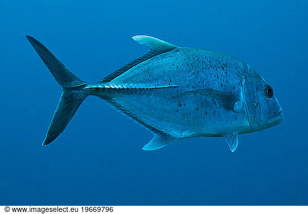 Similan and Surin National Park in Thailand