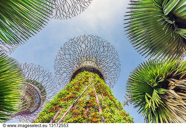 Singapore  Garden by the sea  supertrees