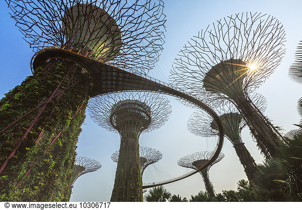 Singapore  Gardens by the bay  Supertree Grove