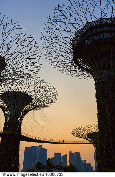 Singapore  Gardens by the bay  Supertree Grove