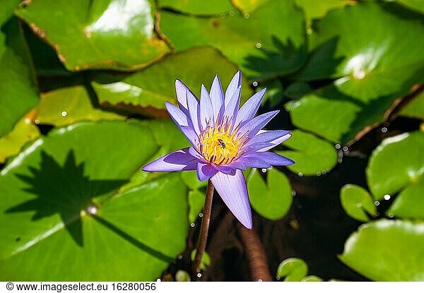 Lily Un Total De Photos Seite 6 A Imageselect Banque De Photos Et Images De Microstock