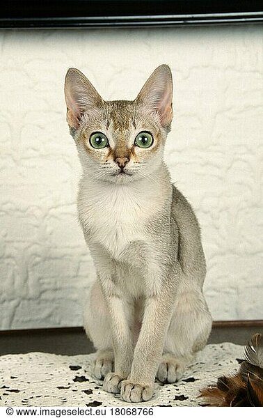 Singapura Cat  Singapura-Katzen (animals) (Säugetiere) (mammals) (Haustier) (Heimtier) (pet) (Rassekatzen) (Hauskatze) (domestic cat) (innen) (frontal) (head-on) (von vorne) (aufmerksam) (alert) (sitzen) (sitting) (freistellbar)