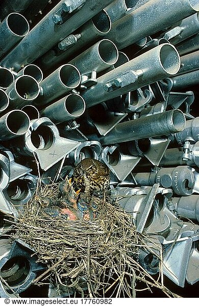 Singdrossel (Turdus philomelos) am Nest  Junges anspruchsvoll  Nest auf gelagerten Metallrohren
