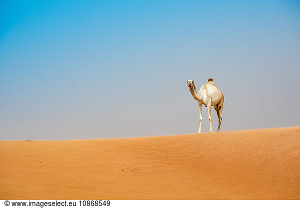 Single camel on desert dune  Dubai  United Arab Emirates