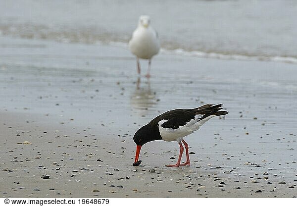 Single eurasian oystercatcher (Haematopus ostralegus) pecking mussel on the coast  Norderney  North Sea  East Frisia  Lower Saxony  Germany  Europe