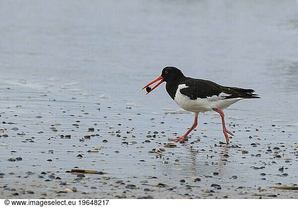 Single eurasian oystercatcher (Haematopus ostralegus) walking with mussel in its beak on the coast  Norderney  North Sea  East Frisia  Lower Saxony  Germany  Europe