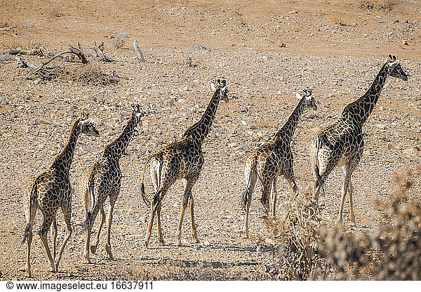 Single file of Giraffes walking in drough riverbed in Kruger National park South Africa ; Specie Giraffa camelopardalis family of Giraffidae