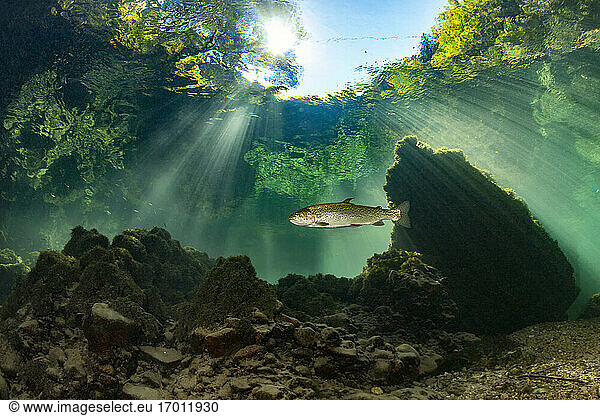 Single fish swimming in Traun river