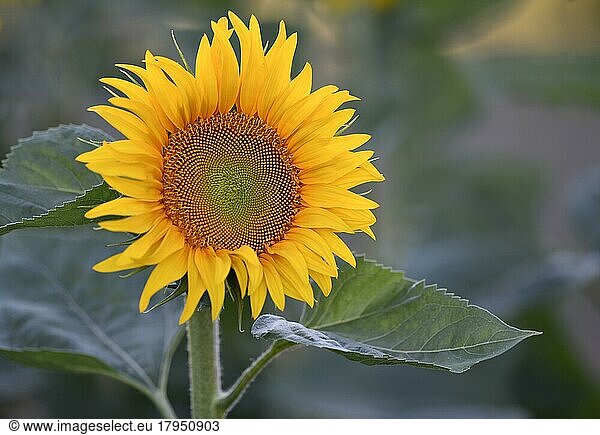 Single flower of a sunflower (Helianthus annuus)  Stuttgart  Baden-Württemberg  Germany  Europe
