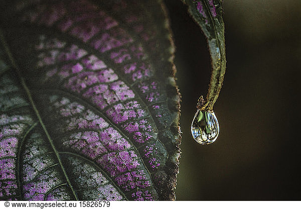 Single in-focus water drop on leaf of purple houseplant macro