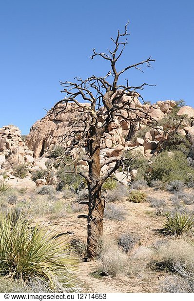 Single-leaf pinyon (Pinus monophylla) is a coniferous tree native to western USA and Baja California (Mexico). Dead specimen. This photo was taken in Joshua Tree National Park California USA.