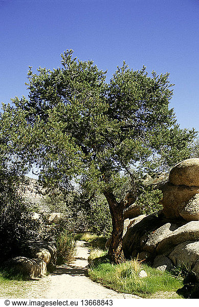 Single-leaf pinyon tree (Pinus monophylia). This species is native to the southwestern United States  ranging from Idaho to southern California.