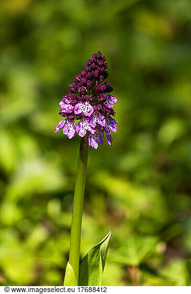 Single orchis blooming in spring