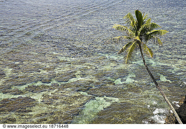 Single palm tree leaning over the reef in Samoa  South Pacific