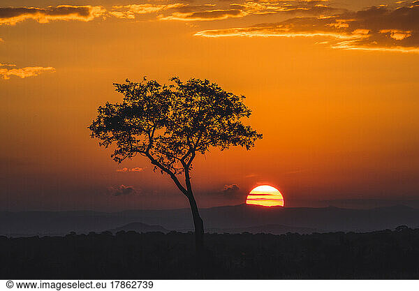 single tree at sunset  Kruger National Park  South Africa