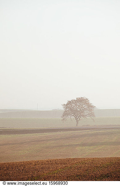 Single tree on land against clear sky during foggy weather