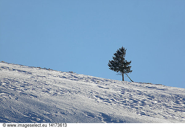 Single tree on snow-covered hill