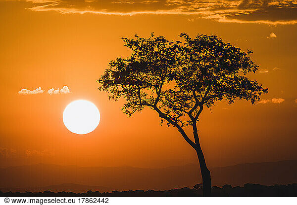 Single tree with setting sun  Kruger National Park  South Africa