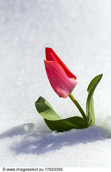 Single tulip blooming in snow