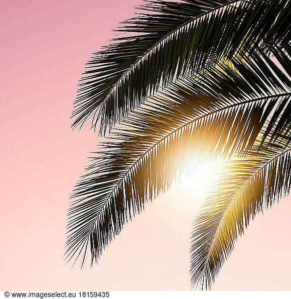 Sinne  Palmenblätter und Sonnenuntergang Hintergrund