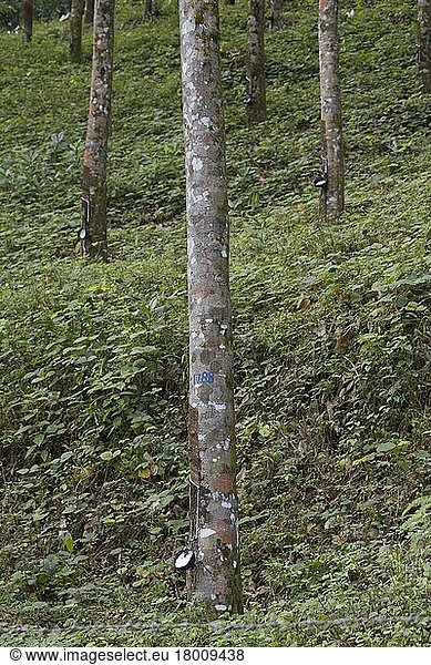 Siphonia brasiliensis  Kautschukbaum  Parakautschukbaum  Wolfsmilchgewächse  Latex rubber trees with collecting bowls  Sri Lanka  Asien