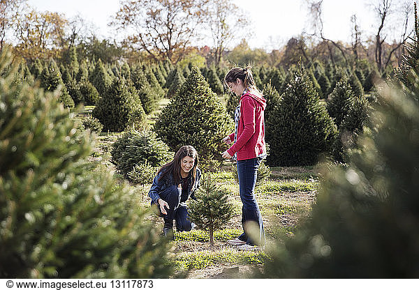 Sisters planting pine trees in farm